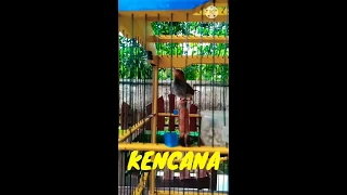 prenjak merah ngalun kenceng si kencana team k p r l 