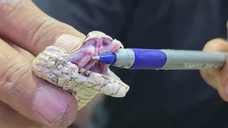 بعد قص انياب الافعى السامه في اسبوع مع جمال العمواسي