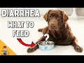 You re Feeding Your Dog With Diarrhea WRONG Home Treatment Vet Advice