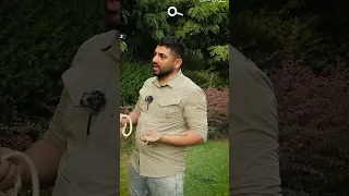 ماری کوڵەوەیباب مەترسیدارە 