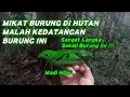Download Lagu MIKAT BURUNG DI HUTAN EH DAPAT BURUNG LANGKA | BURUNG MADI HIJAU
