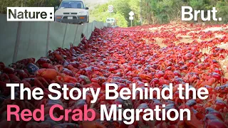 Download The Story Behind the Red Crab Migration on Christmas Island MP3