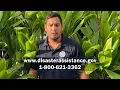 FEMA How to Apply for Disaster Assistance PSA Hawaii Wildfires