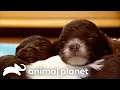 The Cutest Animals of SEASON 3 Too Cute Animal Planet