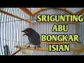 Download Lagu SRIGUNTING ABU BONGKAR ISIAN SUARA JERNIH