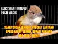 Download Lagu cucak jenggot gacor dor, besetan sakti, suara jernih jeda 2 menit