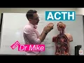 Adrenocorticotropic Hormone ACTH Adrenal Gland