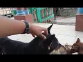 Download Lagu Anjing yang baik dan pintar Main gitar 😀