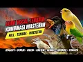Download Lagu Langsung Moncer Menyala !!! Masteran Kombinasi Tembakan Kasar Untuk Semua Jenis Burung