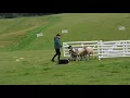 Shirley Cropper - Beechwood Ben Pen and Single 2017 International Sheep Dog Trials Qualifying
