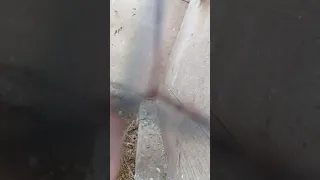 صوت طائر السمان عدنما يبتعد عن النثه  دندنها