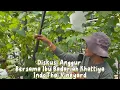 Download Lagu TREATMENT POHON ANGGUR SETELAH PANEN ALA INDOTHAI BERSAMA IBU BADARIAH KHATTIYA !!!!