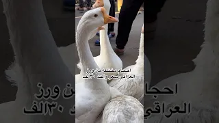 وز   دندنها