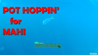 Episode 7 – Pot Hoppin’ Mahi