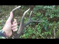 Download Lagu Shed Hunting Red Deer Antlers Shed Hunting Zrzuty Poroza