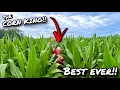 Download Lagu THE CORN KING!!... KNEE HIGH BY THE 4TH JULY!?
