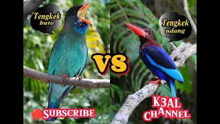 Download Tengkek Buto vs Tengkek Udang dengan terapi gemericik air _ masteran sang juara MP3