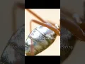 Download Lagu Have you paid attention to little ants? #video #wildlife
