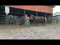 7584 - bay tb stud 3yr old 15 2h 750 40 coggins Deadline 26