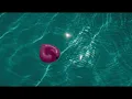 Milky Chance – Passion | Lyrics On Screen