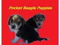 Miniature Pocket Beagle Puppies Tiny Cute Beagles For Sale