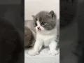 Download Lagu Ayaya #cat #kucing #videokucing #kucinglucu #catlover #britishshorthair #funny #video #viralvideo