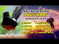 Download Lagu Pancingan Murai Batu Full Isian Tembakan kasar dan panjang, Murai macet pasti nyaut jd gacor