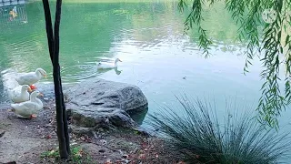 أجمل اغنيه كردية بلبلو لو أجمل اغنيه كردية حالات واتس اب اغنيه كردية بلبلو دندنها