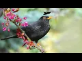 Joe Cocker ~ Bye Bye Blackbird (A Special Version)