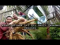 Lagu Berkah panen ubi hasil tanaman sendiri berisi rapat dan padat hidup di hutan