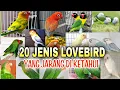 Download Lagu 20 Jenis Lovebird Berdasarkan Warna dan Harga Lovebird terbaru tahun 2024