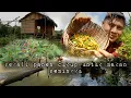 Download Lagu Tak sengaja panen cabe hasilnya lumayan untuk seminggu warta petani muda hidup di hutan