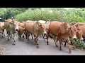 Download Lagu Lembu Jinak Berkeliaran di Ladang - contoh menggemukkan sapi