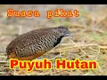 Download Lagu Suara pikat burung Puyuh AMPUH