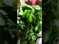 Lagu manfaat daun lembayung #tanaman #tumbuhan #buah #daun #bunga #shorts #short #viralvideo