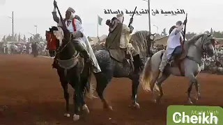 من احسن الخيول في الغرب الجزائري دندنها