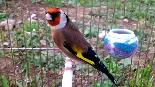 تغريد حسون راااائع لتعليم الفراخ خالي من الاخطاء 