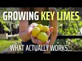 5 Things You Might Not Know About Growing KEY LIMES And Why You ll Want To