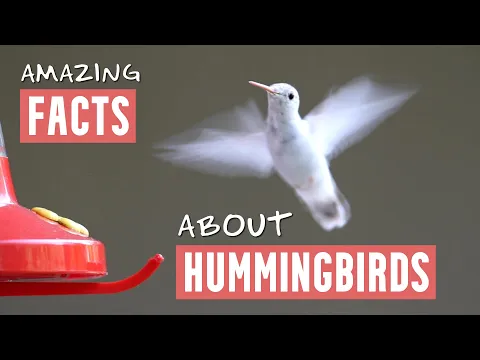 Hummingbirds Ultra Slow Motion Amazing Hummingbird Facts Full HD