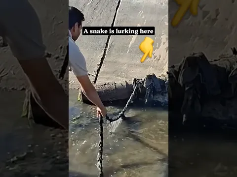 Snake Revealed! Watch What Happened Next