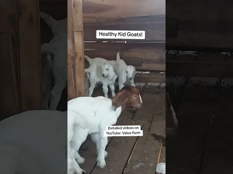 Healthy Goat Kids= Happy Farmer! #farming #goat #motivation #farmer #inspiration