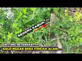 Download Lagu SARANG COBRA..!!! JADI TEMPAT NGUMPULNYA IKAN BABON #mancing