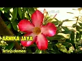 Download Lagu Tarling musik dj full bass Tetep demen - ARNIKA JAYA
