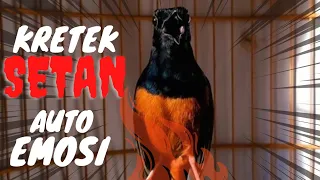 kretekan murai batu langsung auto emosi 