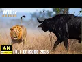 Download Lagu WILD SERENGETI | Battle for Survival in Predator Territory | Animal documentary