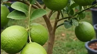 3 COISAS QUE VOCÊ PRECISA SABER PARA TER SUCESSO NO PLATIO.