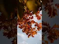 Download Lagu #past #present #future #autumn #damascus #oldsong #memory 🍁