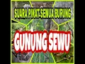 Download Lagu Suara pikat burung semua jenis di hutan