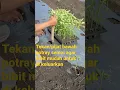 Download Lagu Cara cepat dan mudah pindahakan bibit cabe dari potray semai #cabe #petani @petanigayomelenial