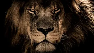 وادي الذئاب محمدالشيخ  وادي الذئاب محمدالشيخ